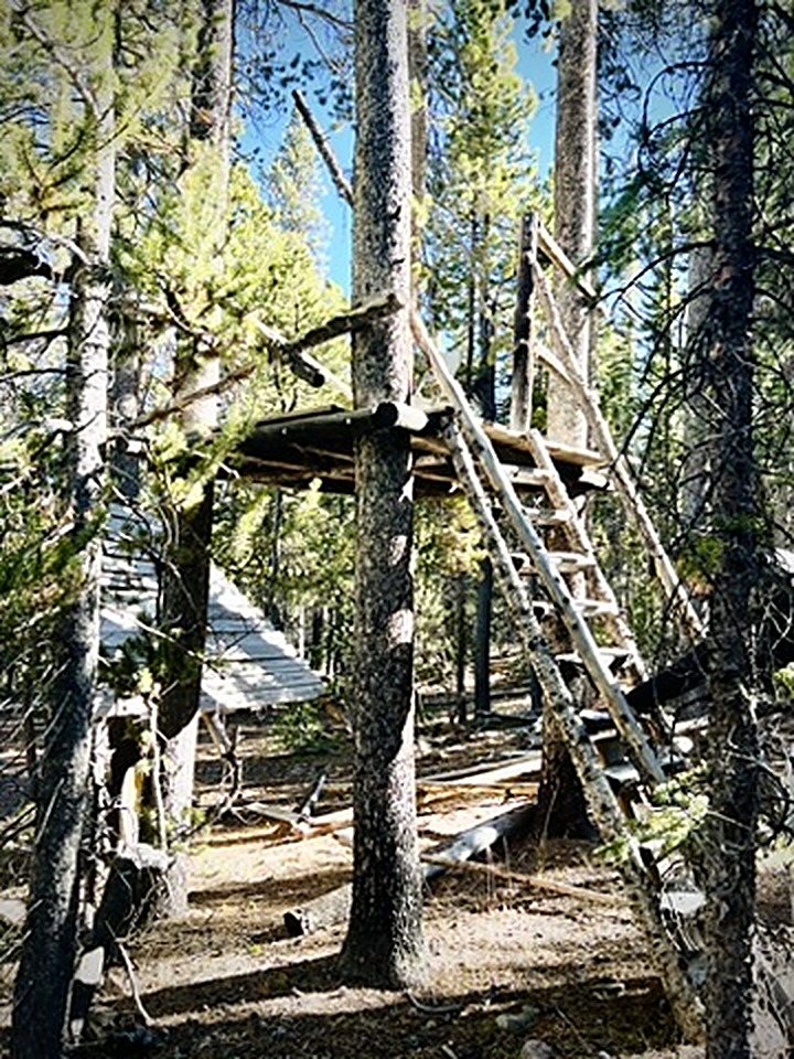 Treehouse platform with a wooden ladder tucked into the pines on the property